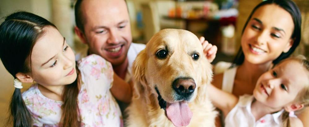 Chien bien dans sa famille mod