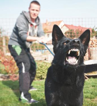 Chien mordeur